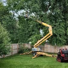 Trusted Sheffield Lake, OH Tree Services Experts