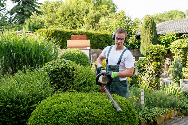 How Our Tree Care Process Works  in  Sheffield Lake, OH